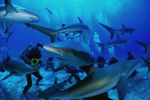На свидание с акулами