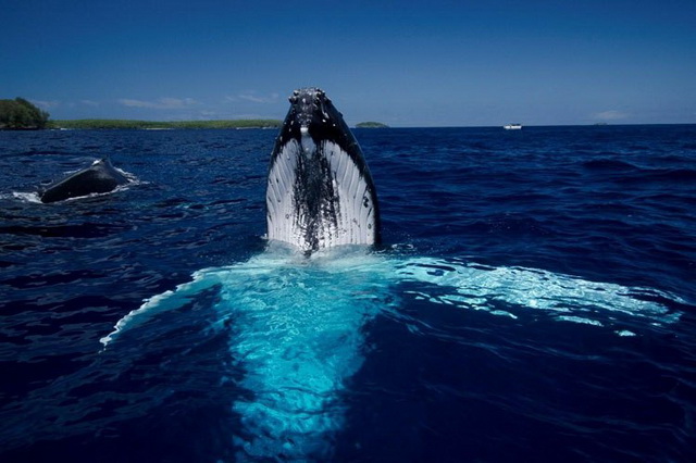 Наблюдение за китами на Тонга