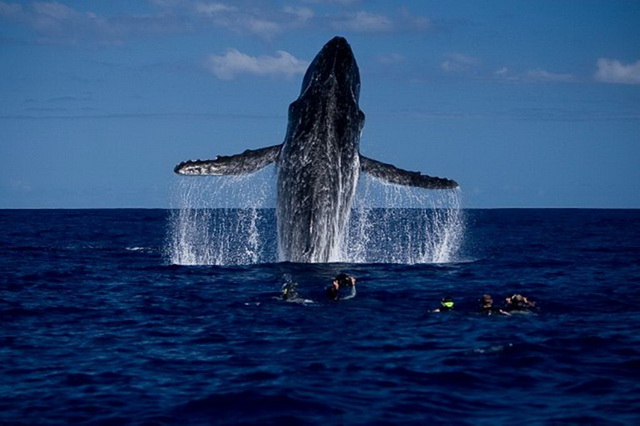 Дайвинг с китами в Тонга