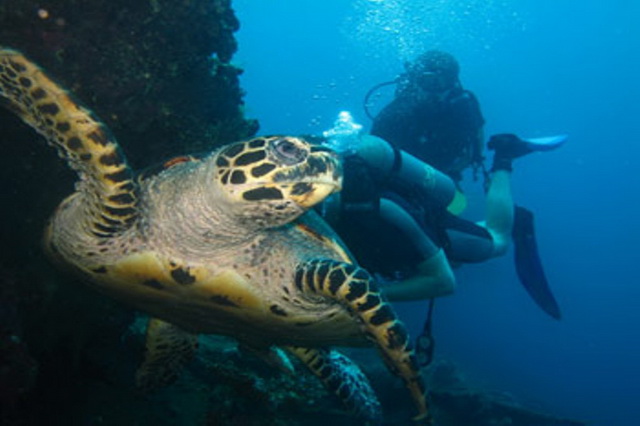Лучшие места для дайвинга с черепахами - Бали