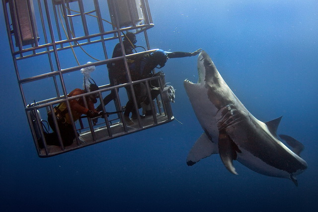Лучшие места для дайвинга с акулами - Остров Гуадалупе, Мексика
