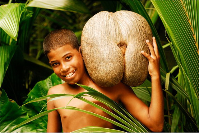 Сейшельский кокос «коко де мер»