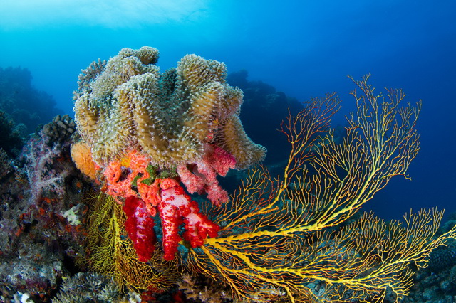 Подводная фотосъёмка на Фиджи в особенности популярна