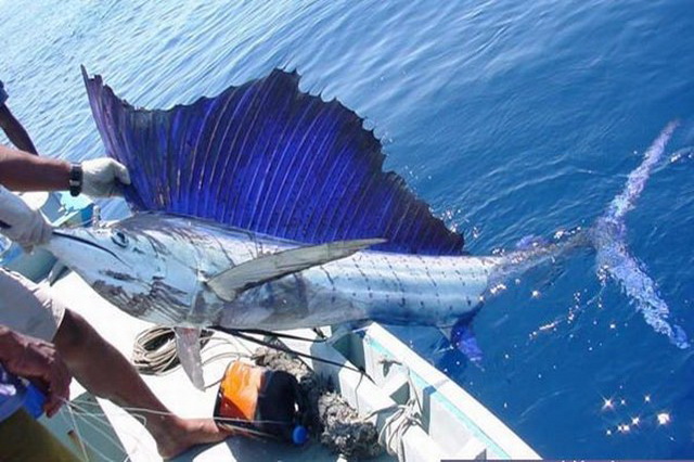 Гавайи - популярное место ловли голубого марлина