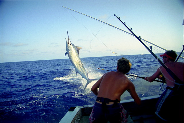 Багамы - одно из лучших мест для рыбалки на голубого марлина