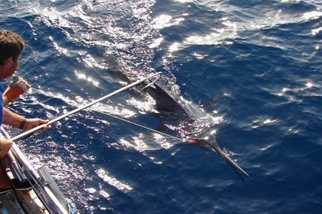 Рыбалка на марлина наиболее актуальна на Канарских островах