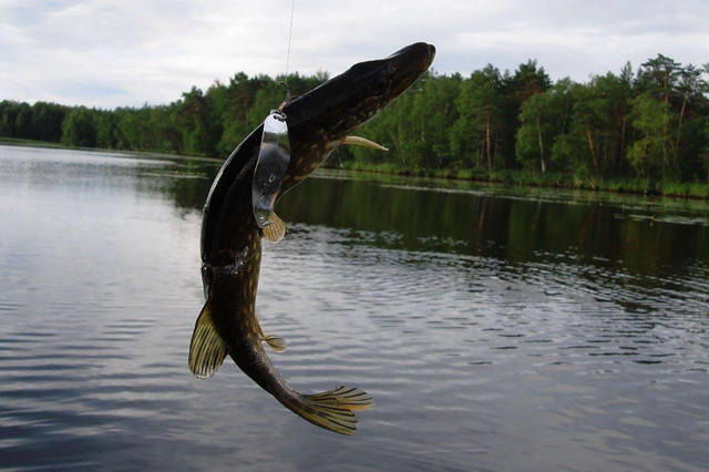 Рыбалка на крупных озёрах Карелии