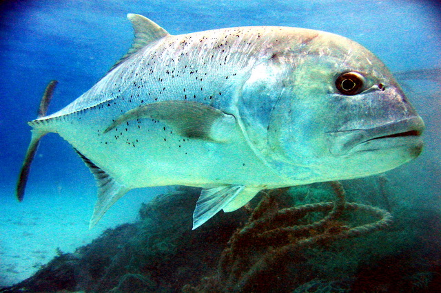 GT (Giant Trevally) - гигантский каранкс или Королевская рыба