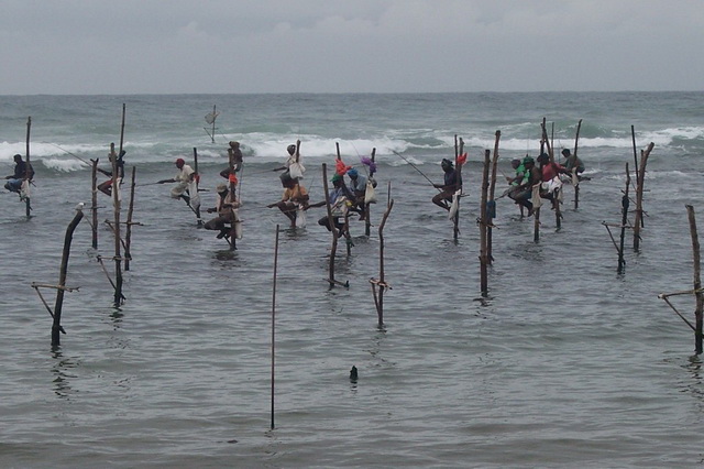 История рыбалки на сваях на Шри-Ланке