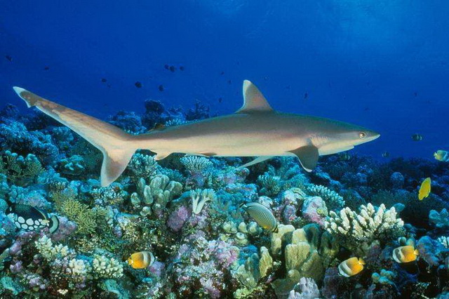 Фауна Большого Барьерного рифа