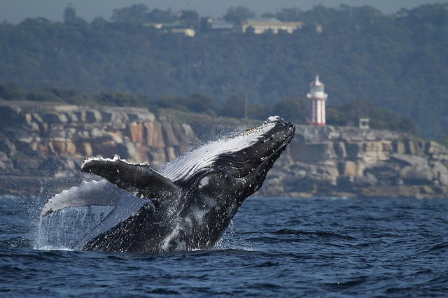 Со смотровой площадки маяка Хорнби можно полюбоваться миграцией китов