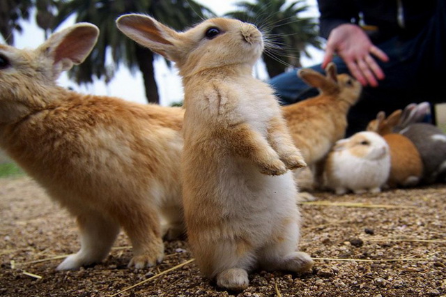 Остров кроликов - необитаемый остров Окуносима в Японии