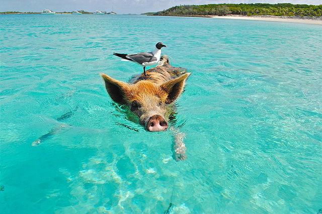 Остров свиней - достопримечательность Багам