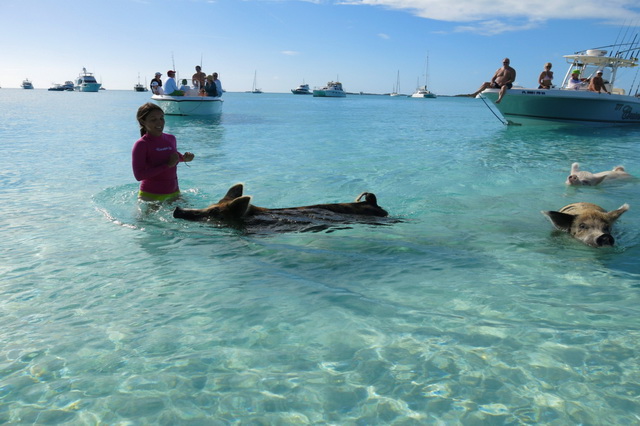 дайвинг на острове свиней (Багамы)