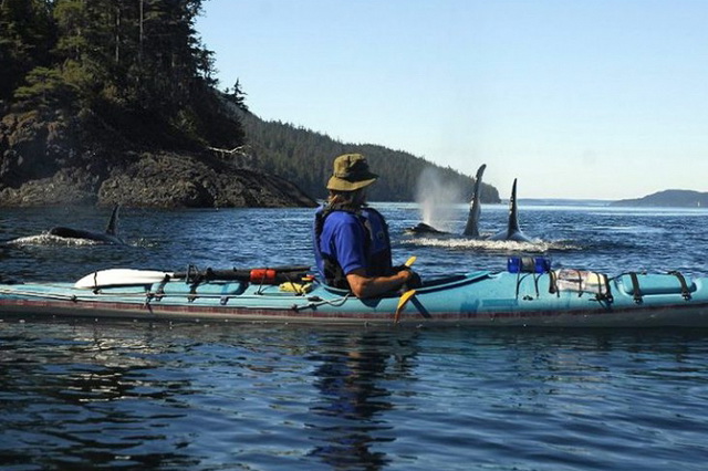 Каякинг с китами - Остров Ванкувер, Канада