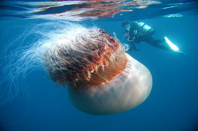 Опасные обитатели морей и океанов - Медуза цианея волосатая