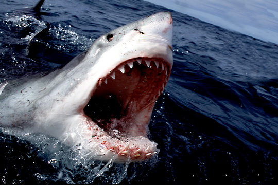Правила поведения при встрече с акулами