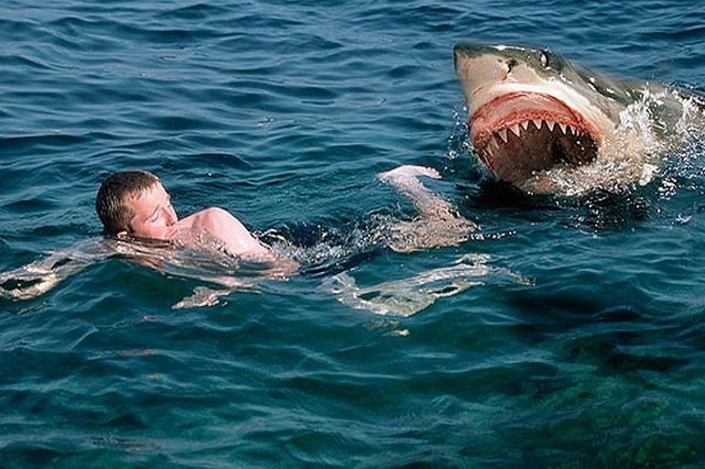 Встреча с акулами и безопасность