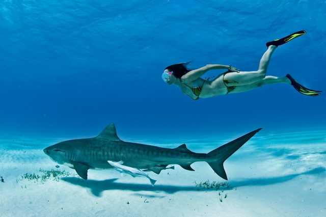 Безопасность при встрече с акулами