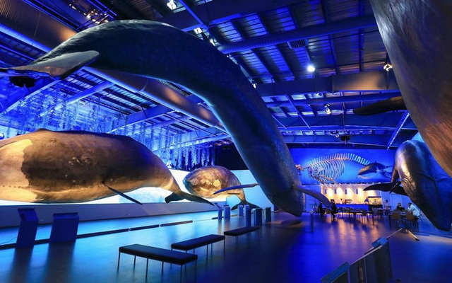 Интересные места Исландии - Музей китов в Рейкьявике