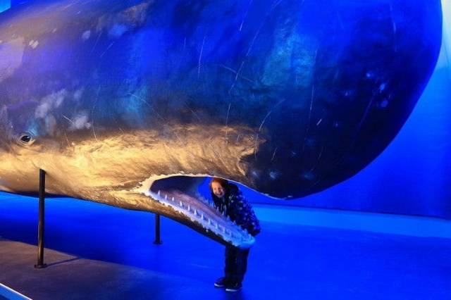 Особенно интересен музей китов в Исландии для детей