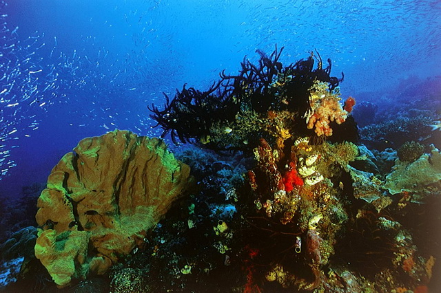 Парк Комодо - царство кораллов, рай для дайверов
