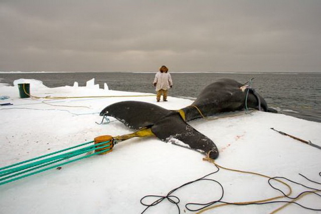 Профессия китобой в настоящее время сохранилась на Чукотеке и в Норвегии