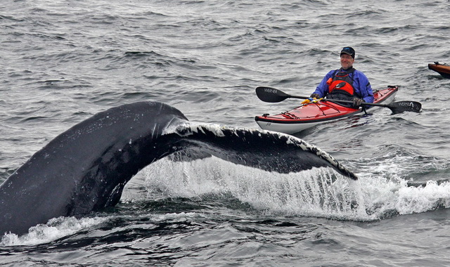 Морской каякинг в Новой Зеландии позволяет полюбоваться китами и дельфинами