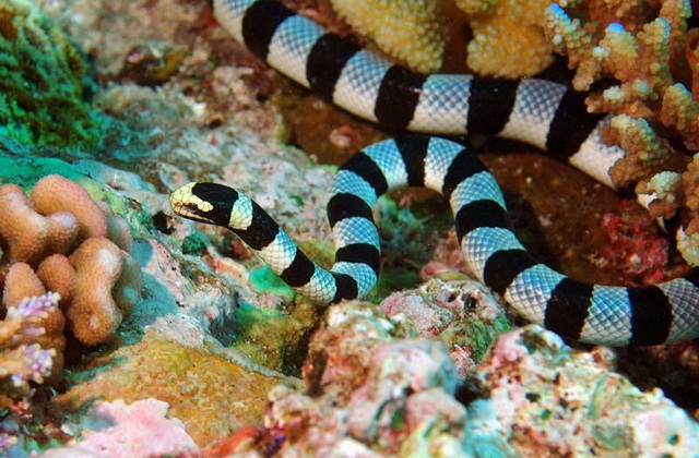 Опасные обитатели морей и океанов - Морские змеи