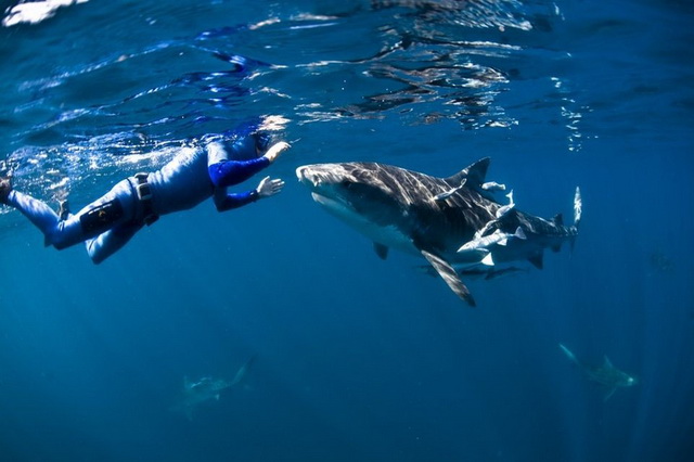 экстремальный дайвинг с акулами