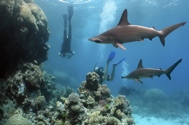 Дайвинг с акулами на острове Кокос