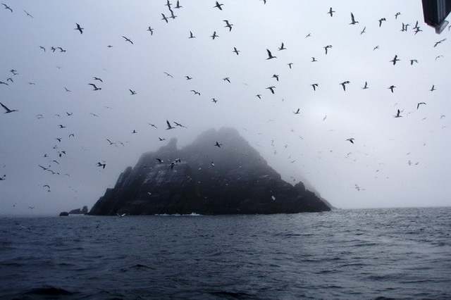 Остров Скеллиг-Майкл - обитель многих видов морских птиц