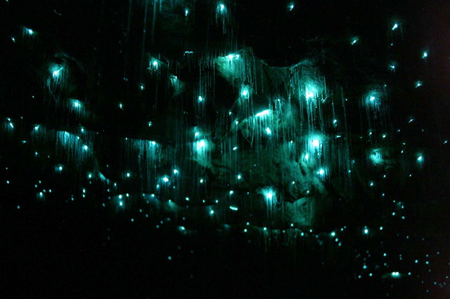 Пещеры Вайтомо (Пещеры Светлячков) в Новой Зеландии