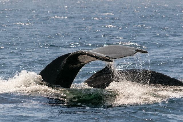 Наблюдение за китами в Калифорнии