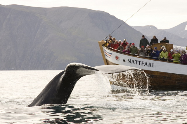 Любование китами в Норвегии