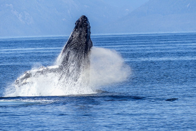 Любоваться горбатыми китами в Доминикане можно с января по март