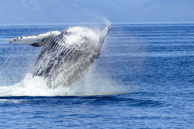 Медовый месяц китов в Доминикане