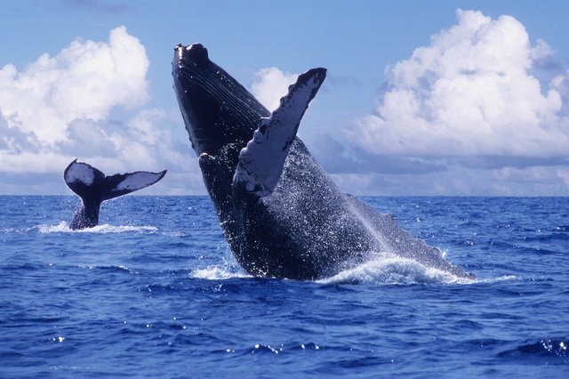 Медовый месяц горбатых китов в Доминикане